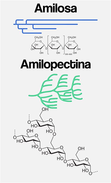 Diagrama de la estructura molecular de amilosa y amilopectina
