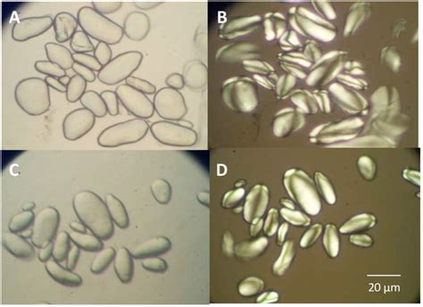 Micrografía de gránulos de almidón antes y después de la gelatinización
