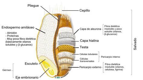 Corte transversal de un grano de trigo mostrando el endospermo con gránulos de almidón y proteínas
