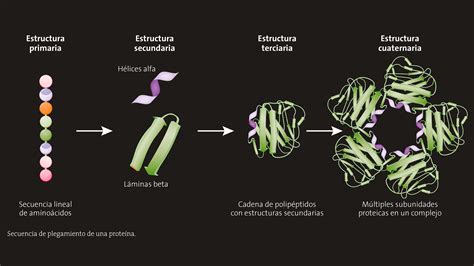 Esquema: Estructura de un postre proteico en capas