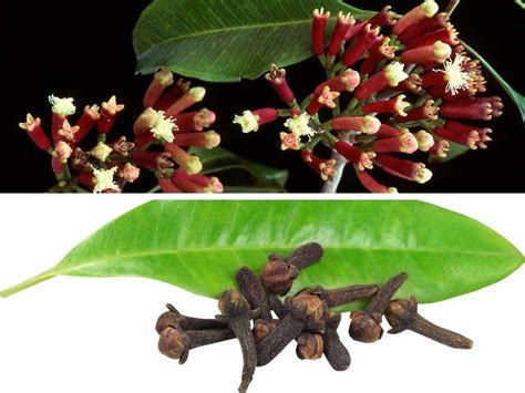 Ilustración que compara la anatomía del árbol de clavo de olor con la forma de los brotes secos (clavos).