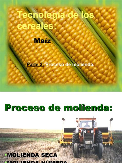 Esquema visual que muestra los pasos básicos: molienda del maíz, amasado, formado del disco y cocción en plancha.