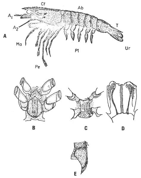 Esquema de las partes anatómicas de un camarón peneido, incluyendo el rostro, caparazón y pereiópodos.