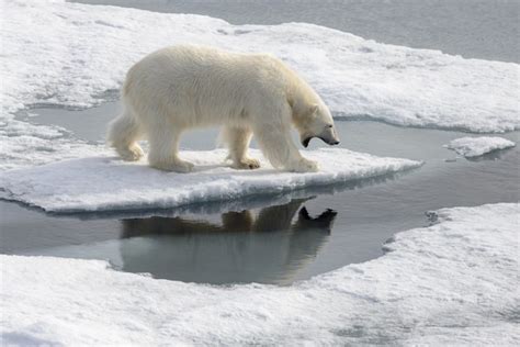 Oso polar y morsas sobre hielo marino en el Ártico