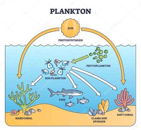 Cadena alimentaria del Ártico, mostrando fitoplancton, zooplancton, peces, focas y osos polares