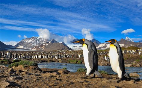 Pingüinos antárticos en su hábitat natural