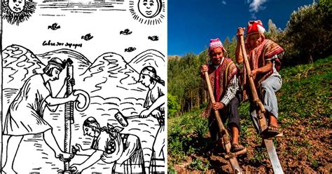 Representación de agricultores incas utilizando herramientas como la chakitaclla y el azadón, en un trabajo comunitario.