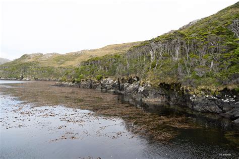 Esquema de la flora y fauna endémica del Parque Nacional Cabo de Hornos, incluyendo el Albatros.