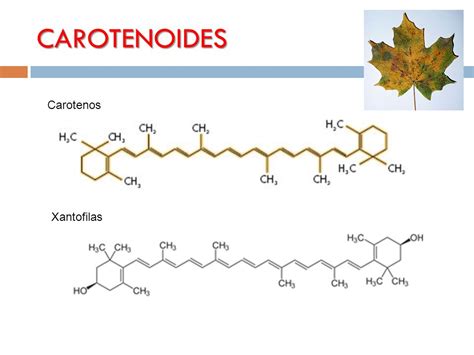 Esquema molecular de un carotenoide (caroteno o xantofila)