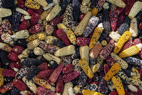 Comparativa de tamaño de grano entre maíces criollos, mejorados e importados