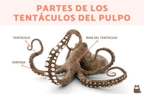 Esquema visual sobre cómo limpiar y preparar los tentáculos del pulpo eliminando impurezas de las ventosas