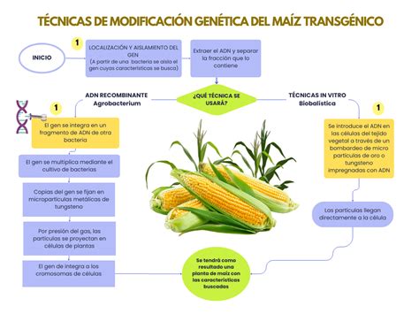 Esquema de la modificación genética del salmón para la producción de hormona de crecimiento