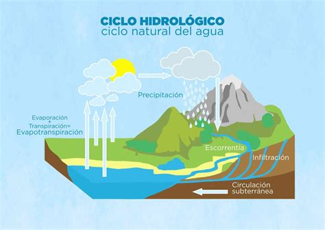 Esquema sobre el ciclo hídrico en cuencas forestales, mostrando la infiltración, evapotranspiración y escorrentía.