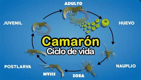 Ilustración del ciclo de vida de un camarón, mostrando las diferentes etapas larvarias y adultas.