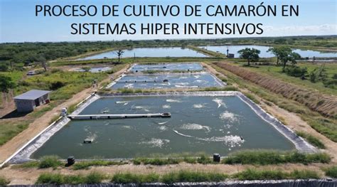 Diagrama de un estanque de cultivo de camarones con diferentes etapas de crecimiento.