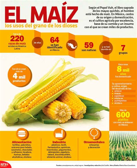 Infografía: Beneficios agronómicos del maíz de baja estatura