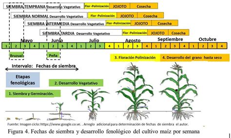 Esquema de siembra de maíz en hiperdensidad