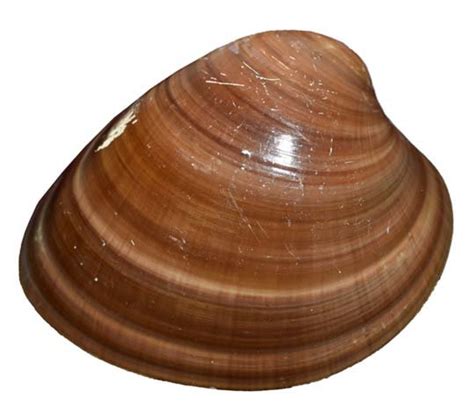 Ejemplar de almeja chocolata (Megapitaria squalida)