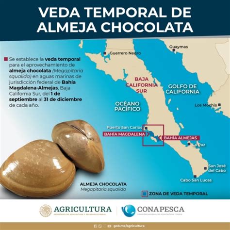 Captura comercial de almeja chocolata en Puerto San Carlos, Bahía Magdalena, Baja California Sur