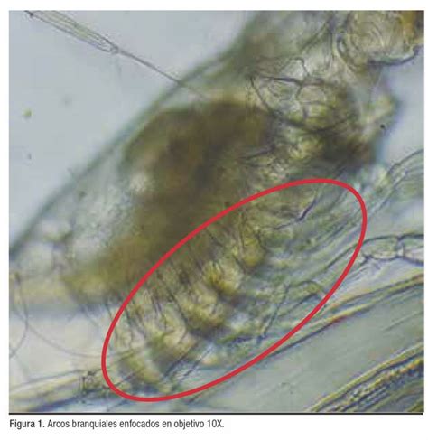 Postlarva de bacoreta con larva de túnido en su estómago, mostrando canibalismo larvario.
