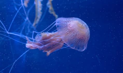 Éfiras de medusa Pelagia noctiluca con larvas de atún rojo Atlántico en su interior.