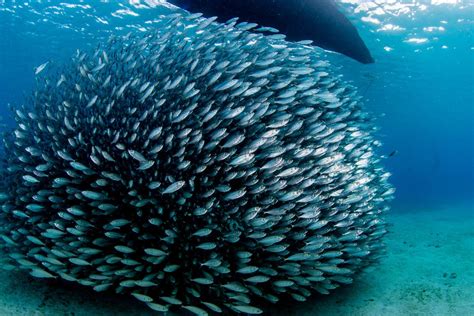 Esquema de distribución y comportamiento de cardúmenes de jurel en aguas chilenas