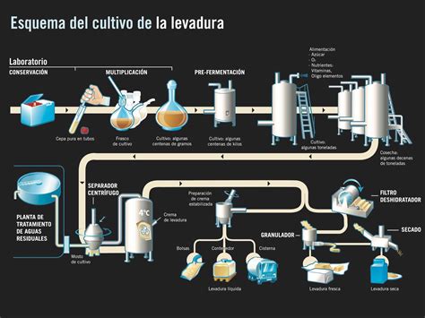 Esquema del proceso de producción de levadura nutricional