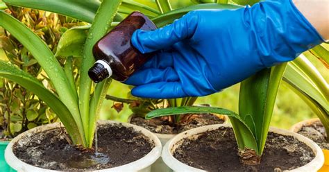 Plantas siendo regadas con fertilizante líquido hecho de cáscaras de cebolla
