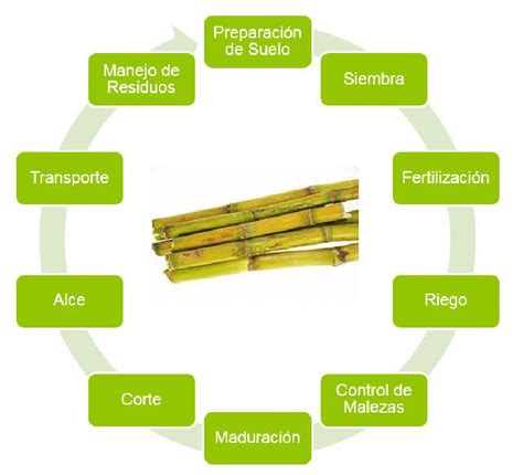 Infografía: Ciclo de producción de la caña de azúcar, desde el cultivo hasta la obtención del bloque de chancaca.