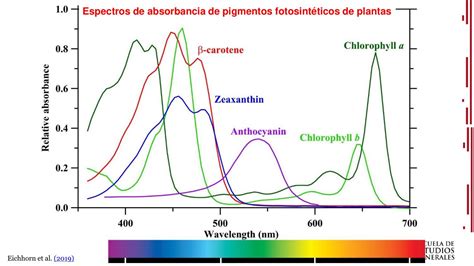 Gráfico comparativo del espectro de absorción UV de aceites vegetales frente a filtros sintéticos