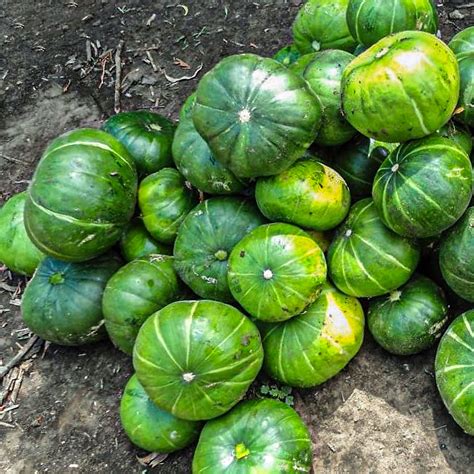 Tabla comparativa: Requerimientos técnicos para el cultivo exitoso de zapallitos de tronco.