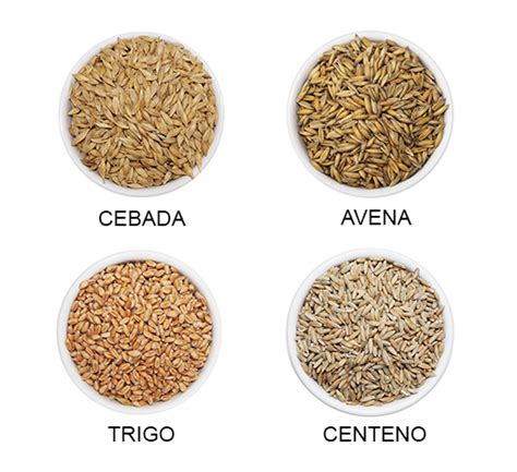 Esquema de cereales que contienen gluten: trigo, cebada, centeno, avena (no certificada), espelta y triticale.