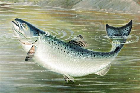 Ilustración del salmón del Atlántico en su hábitat natural