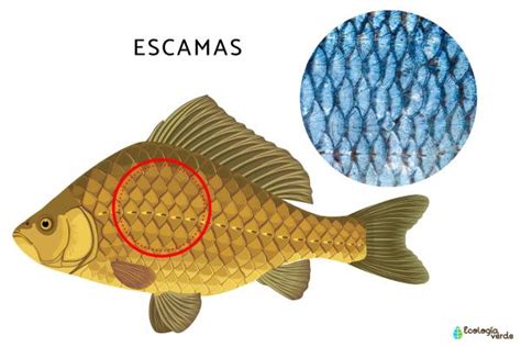 Diagrama mostrando las características morfológicas del salmón del Atlántico, incluyendo escamas y aletas