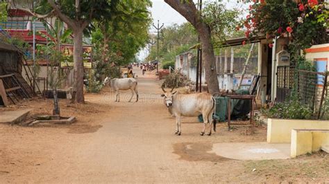 Una escena típica de vacas deambulando libremente en un pueblo rural de la India.