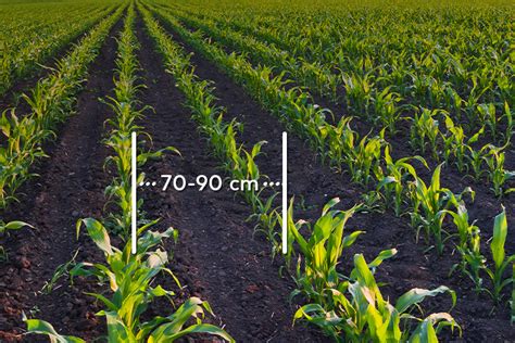 Diagrama comparativo de diferentes espaciamientos entre surcos para el cultivo de maíz, indicando la densidad de plantas resultante.