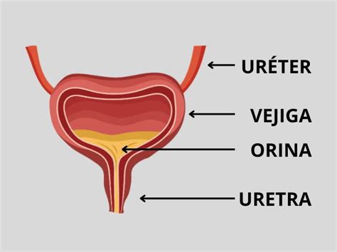 Esquema de la vejiga urinaria en reposo y con necesidad de orinar