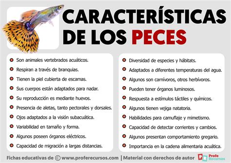Esquema de las características distintivas de un pez mariposa