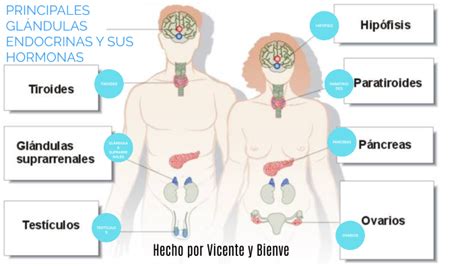 Esquema de las principales glándulas endocrinas masculinas y su relación con la producción de testosterona