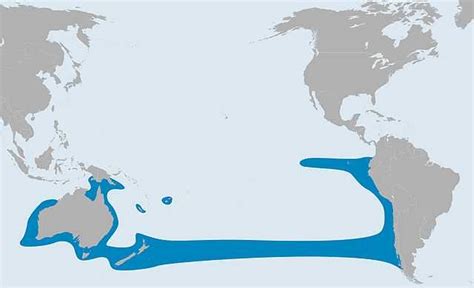 Mapa de distribución del jurel (Trachurus murphyi) en el Pacífico Sur