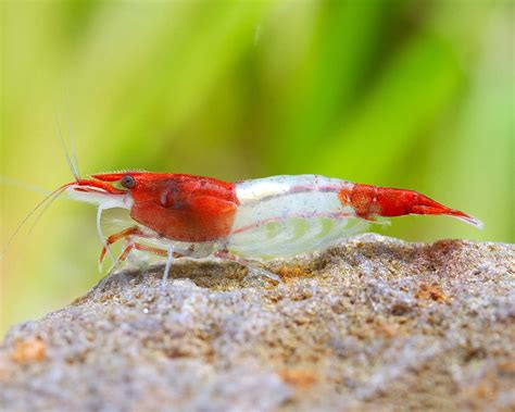 Esquema del patrón Rili en camarones Neocaridina davidi