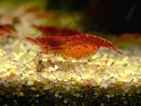 Fotografía de un camarón Neocaridina hembra con huevos bajo el abdomen