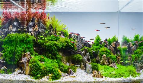 Acuario bien plantado con camarones Rili Blue y pequeños peces pacíficos