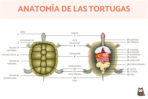 Esquema infográfico sobre la anatomía del caparazón de una tortuga y su longevidad comparada por especies