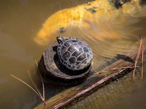 Fotografía macro de una tortuga bebé alimentándose y comparación con un ejemplar adulto en su entorno natural