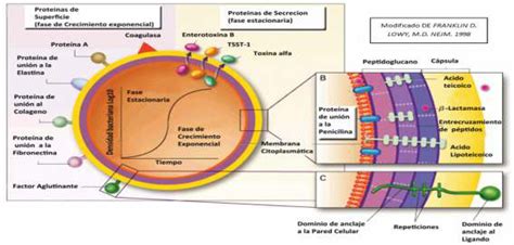 Esquema que muestra la estructura de la pared celular de S. aureus, destacando el peptidoglucano, ácidos teicoicos y proteínas de superficie (MSCRAMM) que facilitan la adhesión y virulencia.