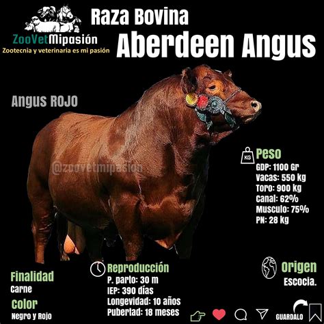 Infografía que muestra el origen escocés de la raza Aberdeen-Angus y su expansión geográfica a nivel global.