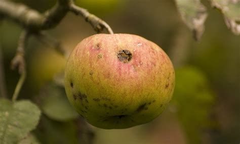 Manzana con síntomas de pudrición negra