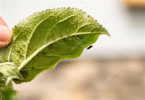 Áfidos en una hoja de manzano