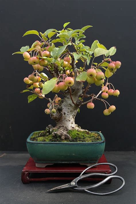 Manzano Bonsái con frutos
